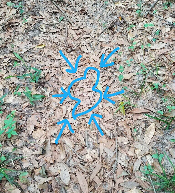 Rejtőzködő kígyótól őrül meg a net - te megtalálod?