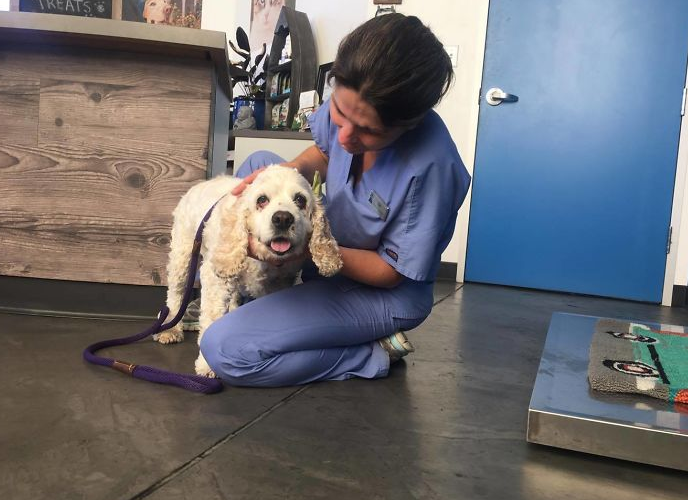 20 éves kutyát adtak le a menhelyen, mert öreg 20 éves kutyát adtak le a menhelyen, mert öreg