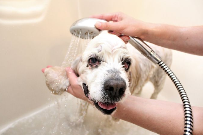 20 éves kutyát adtak le a menhelyen, mert öreg 20 éves kutyát adtak le a menhelyen, mert öreg