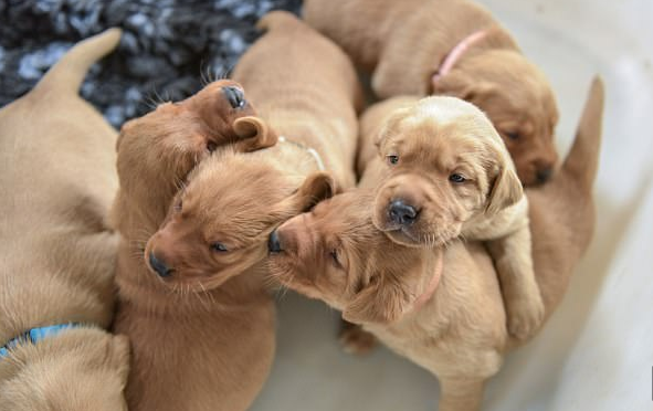 Sajátjaiként nevelte az árva malacokat a labrador mama Sajátjaiként nevelte az árva malacokat a labrador mama