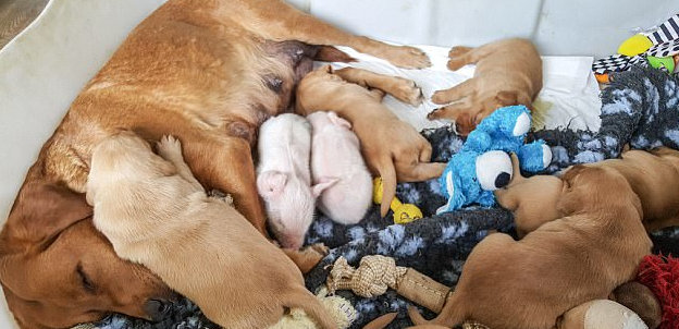Sajátjaiként nevelte az árva malacokat a labrador mama Sajátjaiként nevelte az árva malacokat a labrador mama