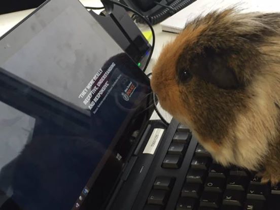 Napi cuki: a papírzsepis dobozból került elő az elveszettnek hitt cica Napi cuki: a papírzsepis dobozból került elő az elveszettnek hitt cica