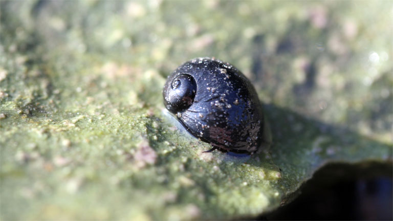 Fekete bödöncsiga (Theodoxus prevostianus)  Kácson (fotó: Fehér Zoltán)