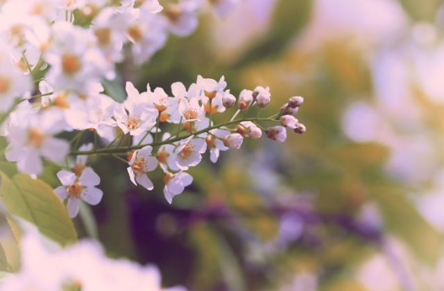 A virágzó gyümölcsfáknak ártott a leginkább azáprilisi havazás