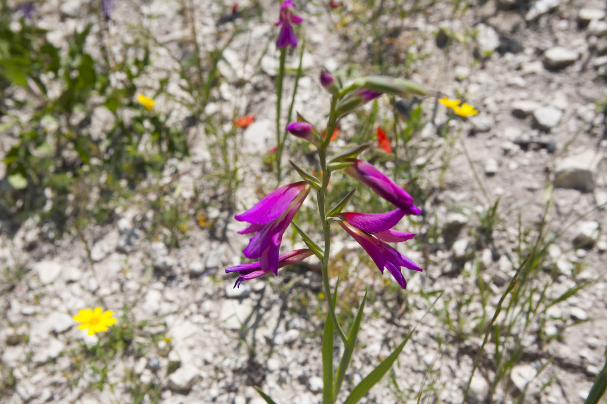 Ciprus: egy sziget, ahol nem kerülheted el a szerelmet Ciprus: egy sziget, ahol nem kerülheted el a szerelmet