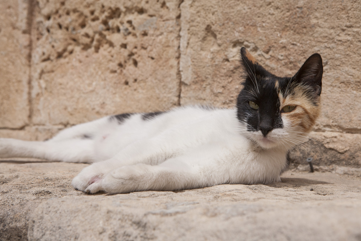 Ciprus: egy sziget, ahol nem kerülheted el a szerelmet Ciprus: egy sziget, ahol nem kerülheted el a szerelmet