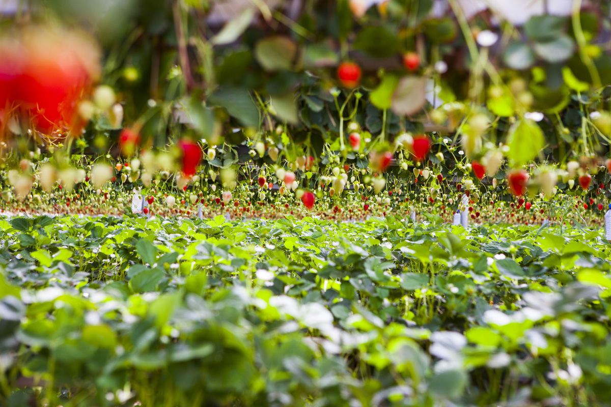 Ciprus: egy sziget, ahol nem kerülheted el a szerelmet Ciprus: egy sziget, ahol nem kerülheted el a szerelmet