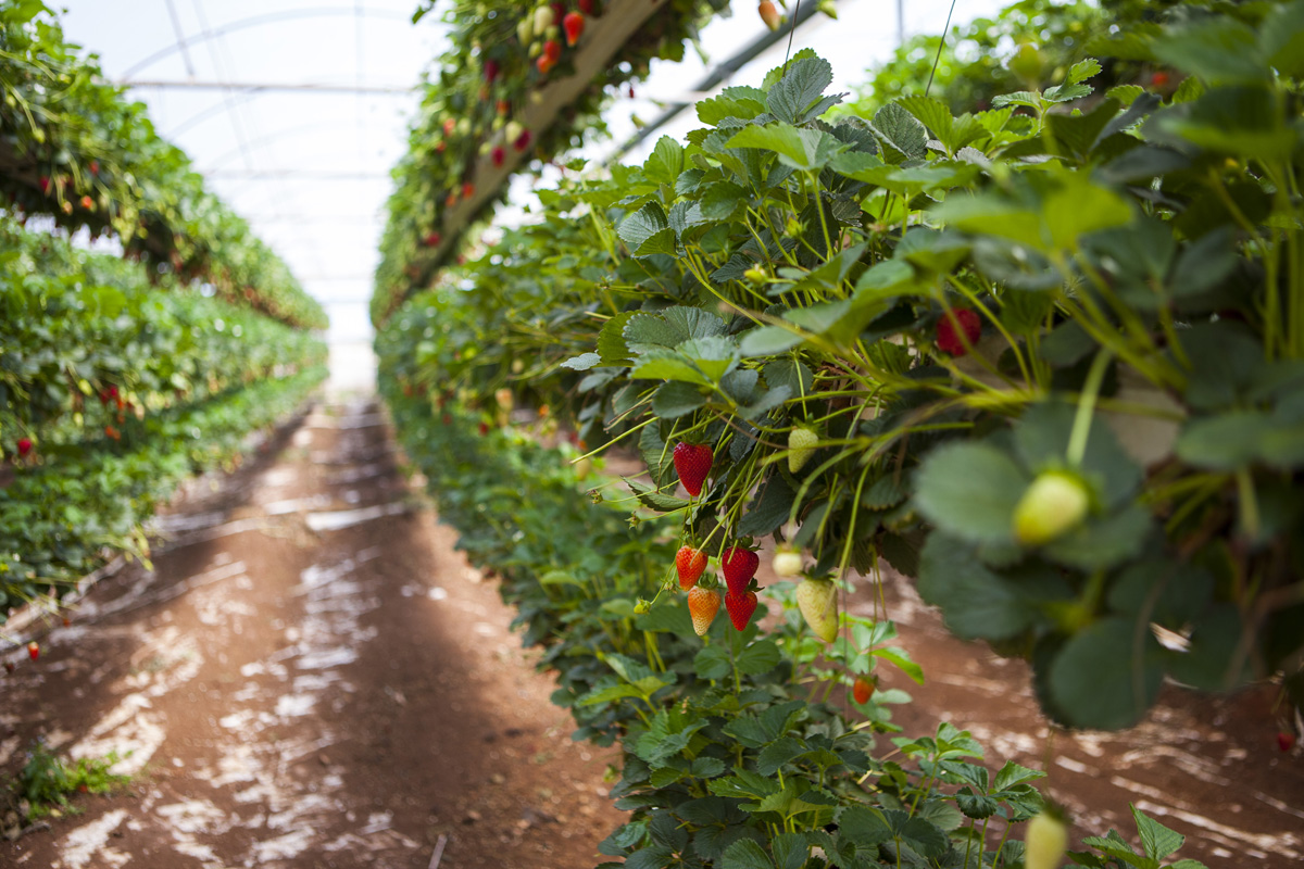 Ciprus: egy sziget, ahol nem kerülheted el a szerelmet Ciprus: egy sziget, ahol nem kerülheted el a szerelmet