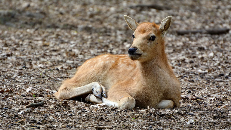 Fotó: miskolczoo.hu/Veress Tamás