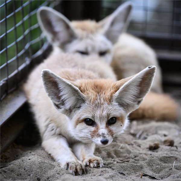 Sivatagi rókák költöztek Debrecenbe