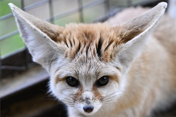 Sivatagi rókák költöztek Debrecenbe