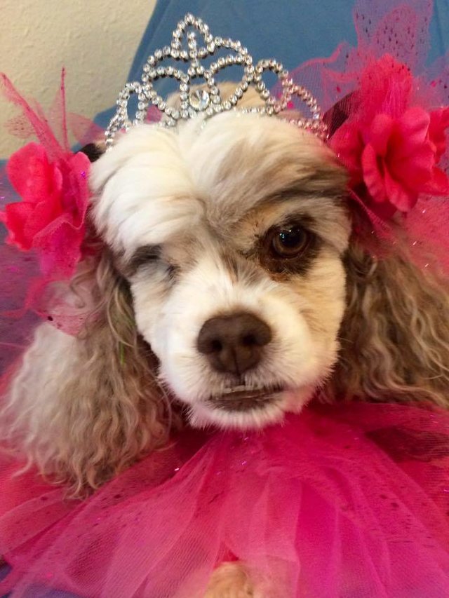 Bálozáshoz öltöztették az idős menhelyi kutyákat