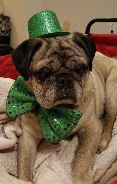 Bálozáshoz öltöztették az idős menhelyi kutyákat