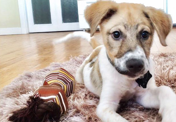 Hatalmas küzdelem árán menekült meg a kutya, akit ipari ragasztóval kínoztak Hatalmas küzdelem árán menekült meg a kutya, akit ipari ragasztóval kínoztak