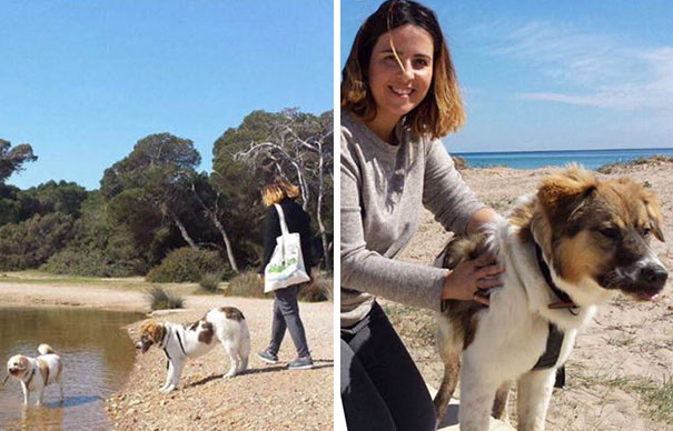 Hatalmas küzdelem árán menekült meg a kutya, akit ipari ragasztóval kínoztak