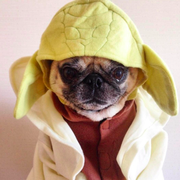 10 kutya, aki nagyobb Star Wars rajongó, mint te 10 kutya, aki nagyobb Star Wars rajongó, mint te