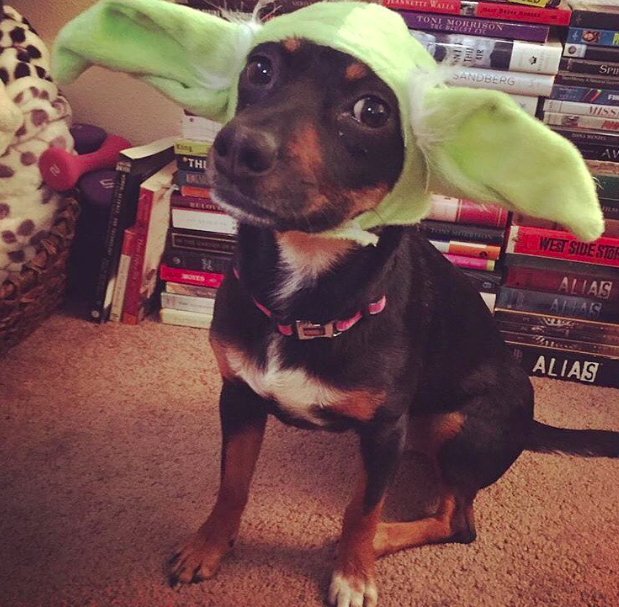 10 kutya, aki nagyobb Star Wars rajongó, mint te 10 kutya, aki nagyobb Star Wars rajongó, mint te