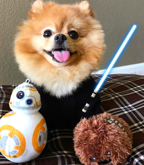 10 kutya, aki nagyobb Star Wars rajongó, mint te 10 kutya, aki nagyobb Star Wars rajongó, mint te