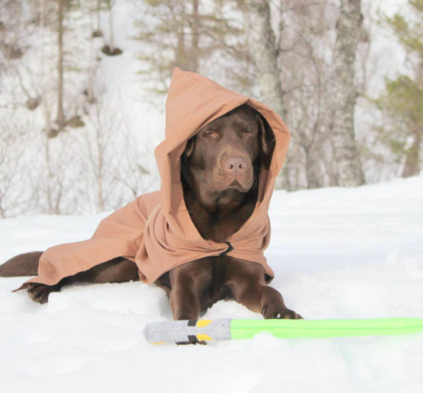 10 kutya, aki nagyobb Star Wars rajongó, mint te 10 kutya, aki nagyobb Star Wars rajongó, mint te