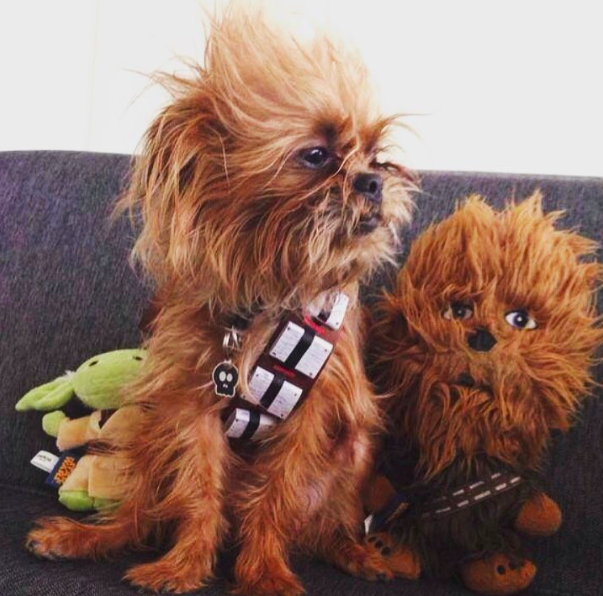 10 kutya, aki nagyobb Star Wars rajongó, mint te 10 kutya, aki nagyobb Star Wars rajongó, mint te