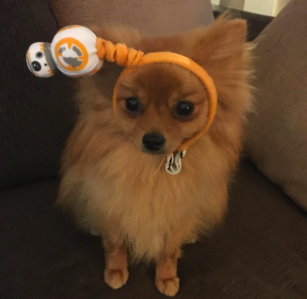 10 kutya, aki nagyobb Star Wars rajongó, mint te 10 kutya, aki nagyobb Star Wars rajongó, mint te