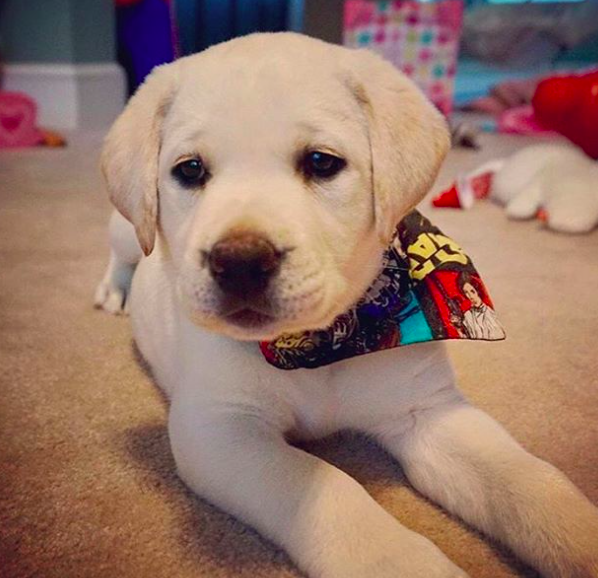 10 kutya, aki nagyobb Star Wars rajongó, mint te 10 kutya, aki nagyobb Star Wars rajongó, mint te