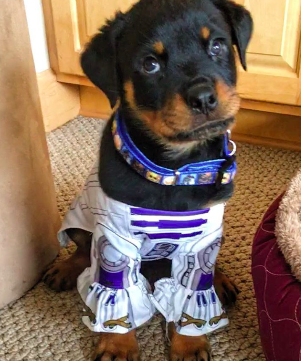 10 kutya, aki nagyobb Star Wars rajongó, mint te 10 kutya, aki nagyobb Star Wars rajongó, mint te