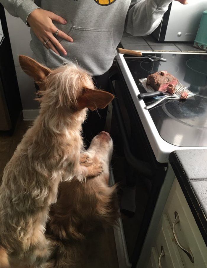 Sámlinak használja nagytestvérét a kutya