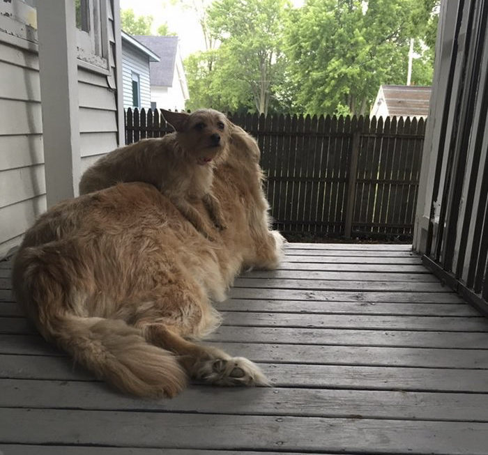 Sámlinak használja nagytestvérét a kutya