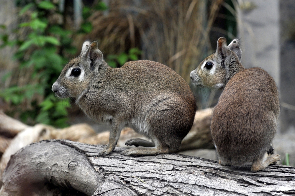 Törpemarák a Fácánház kifutójában. MTI Fotó: Kovács Attila