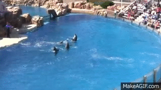 Vége a delfinshow-knak Vége a delfinshow-knak