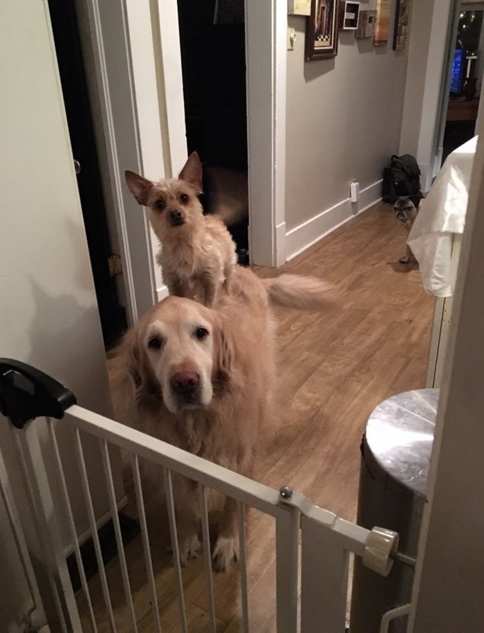 Barátja hátán rendezkedett be a kiskutya - cuki fotók