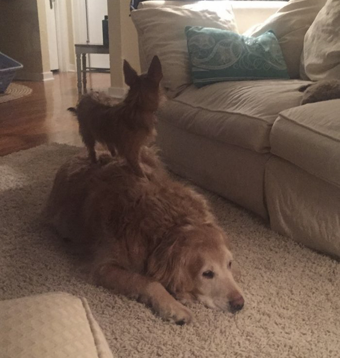 Barátja hátán rendezkedett be a kiskutya - cuki fotók