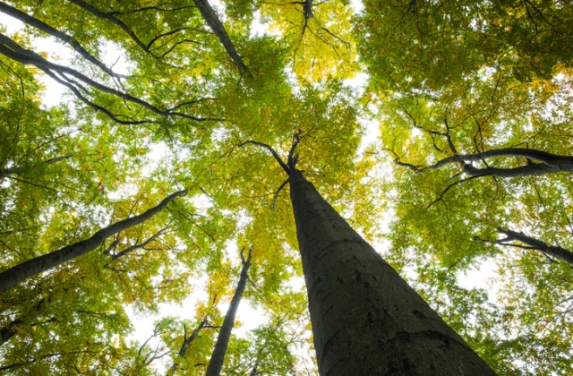 Több héten át hevert a holttest a fa ágain