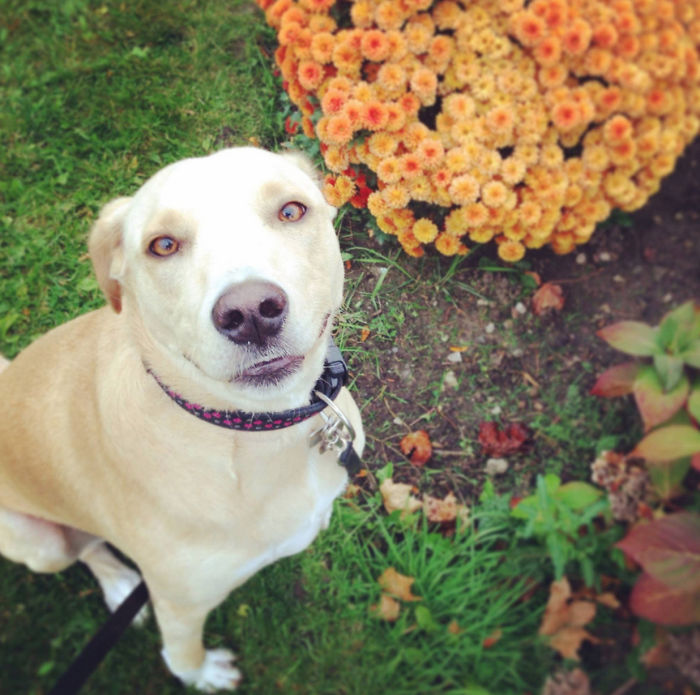 Újra menhelyre került a világ legszomorúbb kutyája