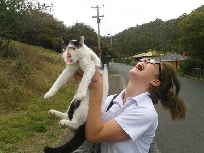 Cukik, puhák és szőrösek: a Nicolas Cage arcú cicáknak te sem tudsz ellenálni