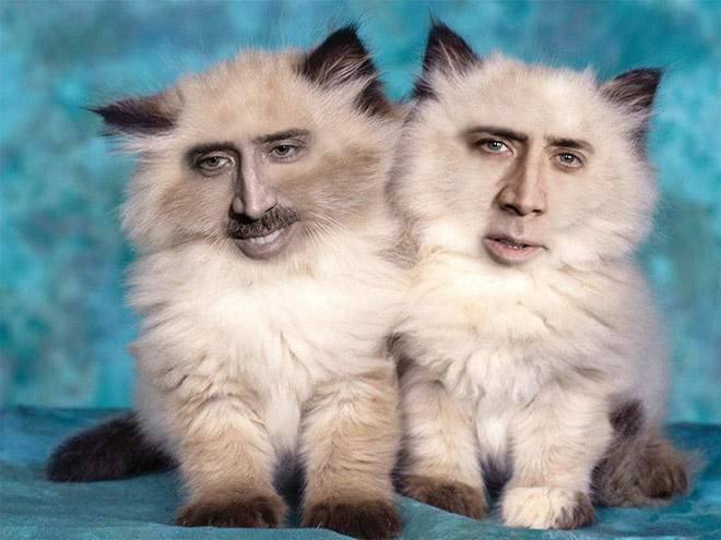 Cukik, puhák és szőrösek: a Nicolas Cage arcú cicáknak te sem tudsz ellenálni