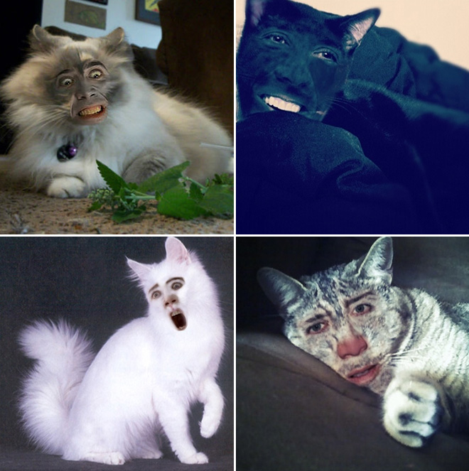 Cukik, puhák és szőrösek: a Nicolas Cage arcú cicáknak te sem tudsz ellenálni