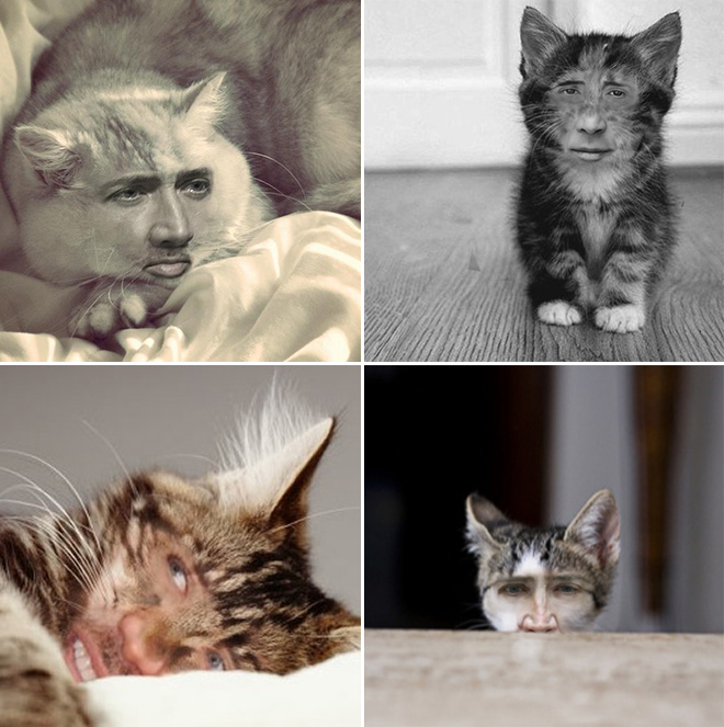 Cukik, puhák és szőrösek: a Nicolas Cage arcú cicáknak te sem tudsz ellenálni