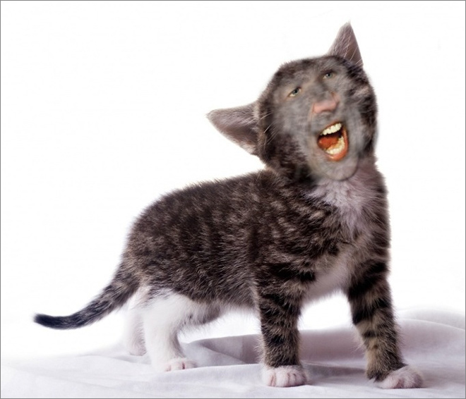 Cukik, puhák és szőrösek: a Nicolas Cage arcú cicáknak te sem tudsz ellenálni