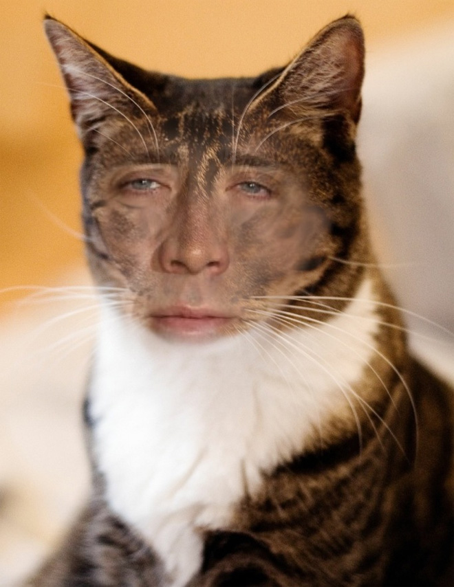 Cukik, puhák és szőrösek: a Nicolas Cage arcú cicáknak te sem tudsz ellenálni