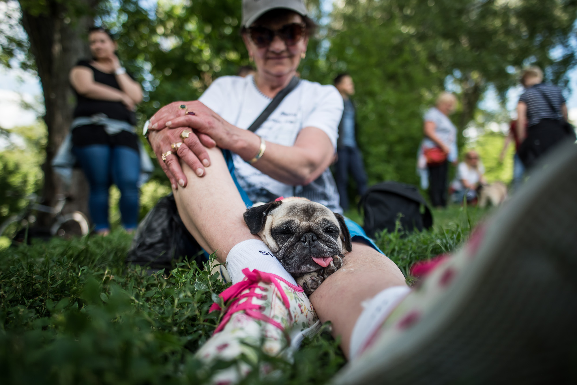 Elolvadsz a Városligetben rohangáló mopszbandától