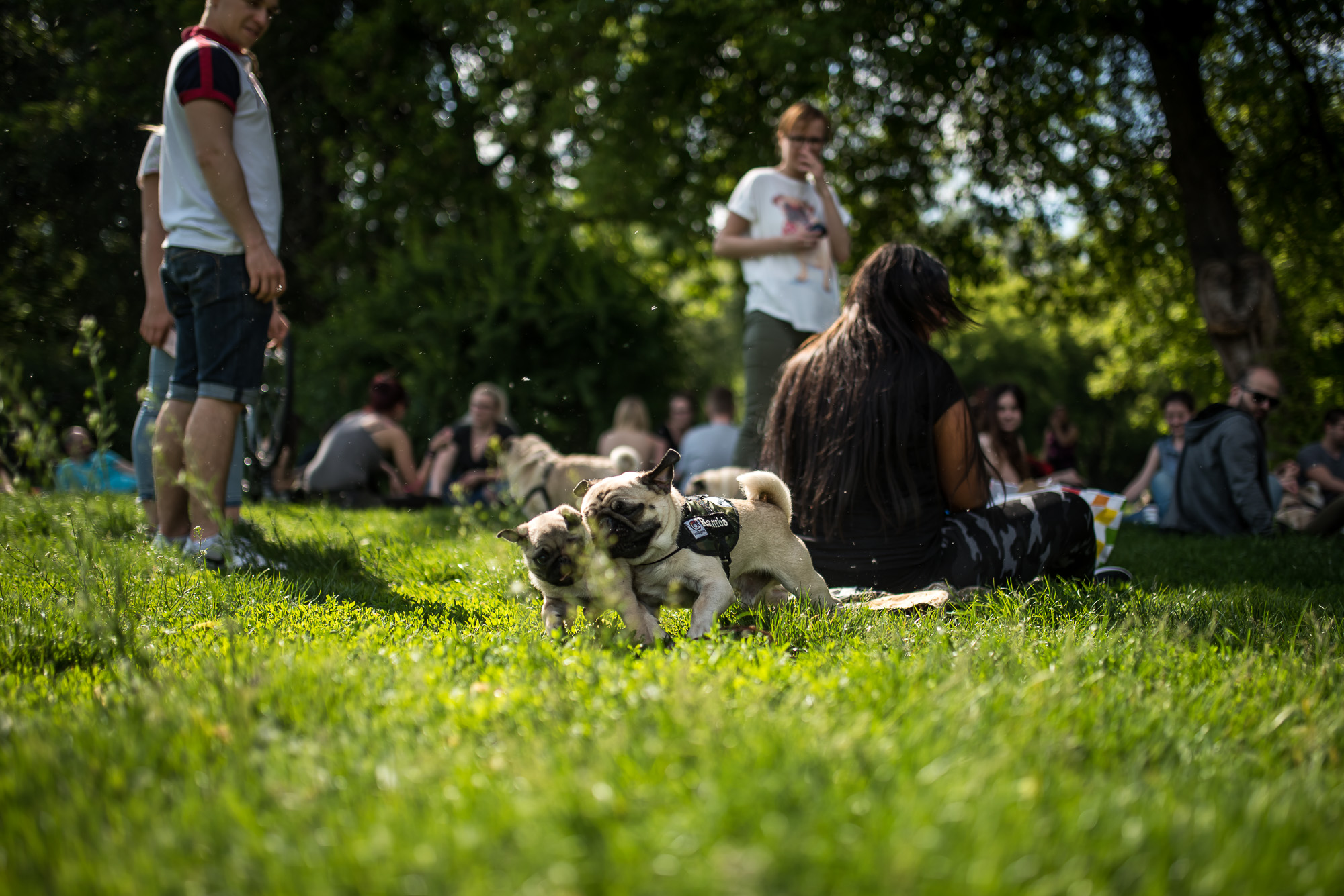 Elolvadsz a Városligetben rohangáló mopszbandától
