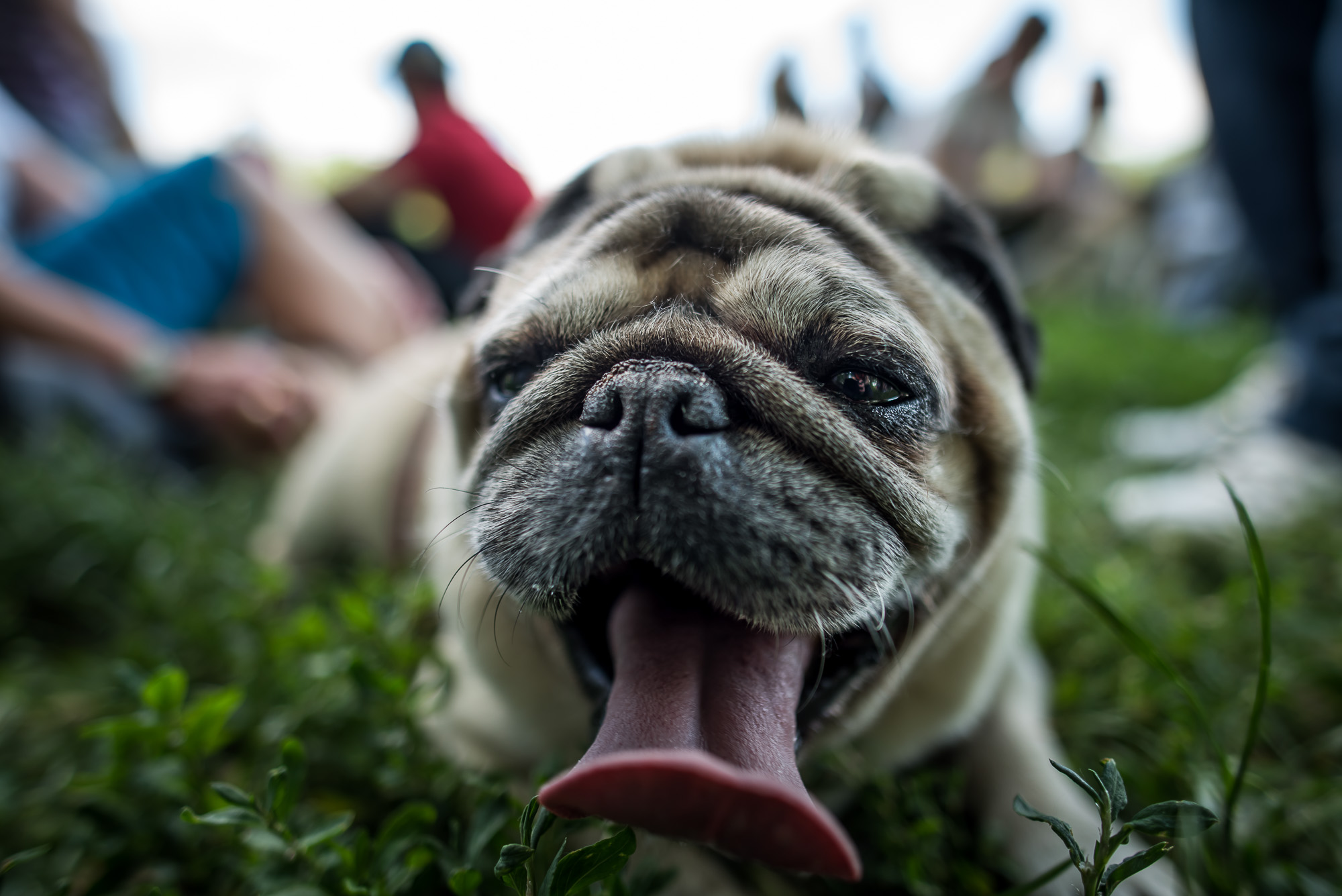 Elolvadsz a Városligetben rohangáló mopszbandától