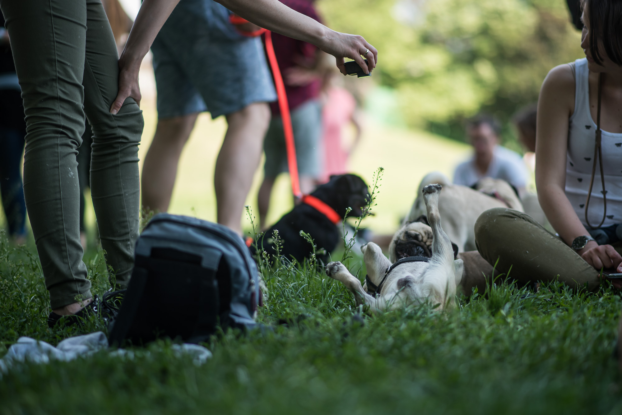 Elolvadsz a Városligetben rohangáló mopszbandától