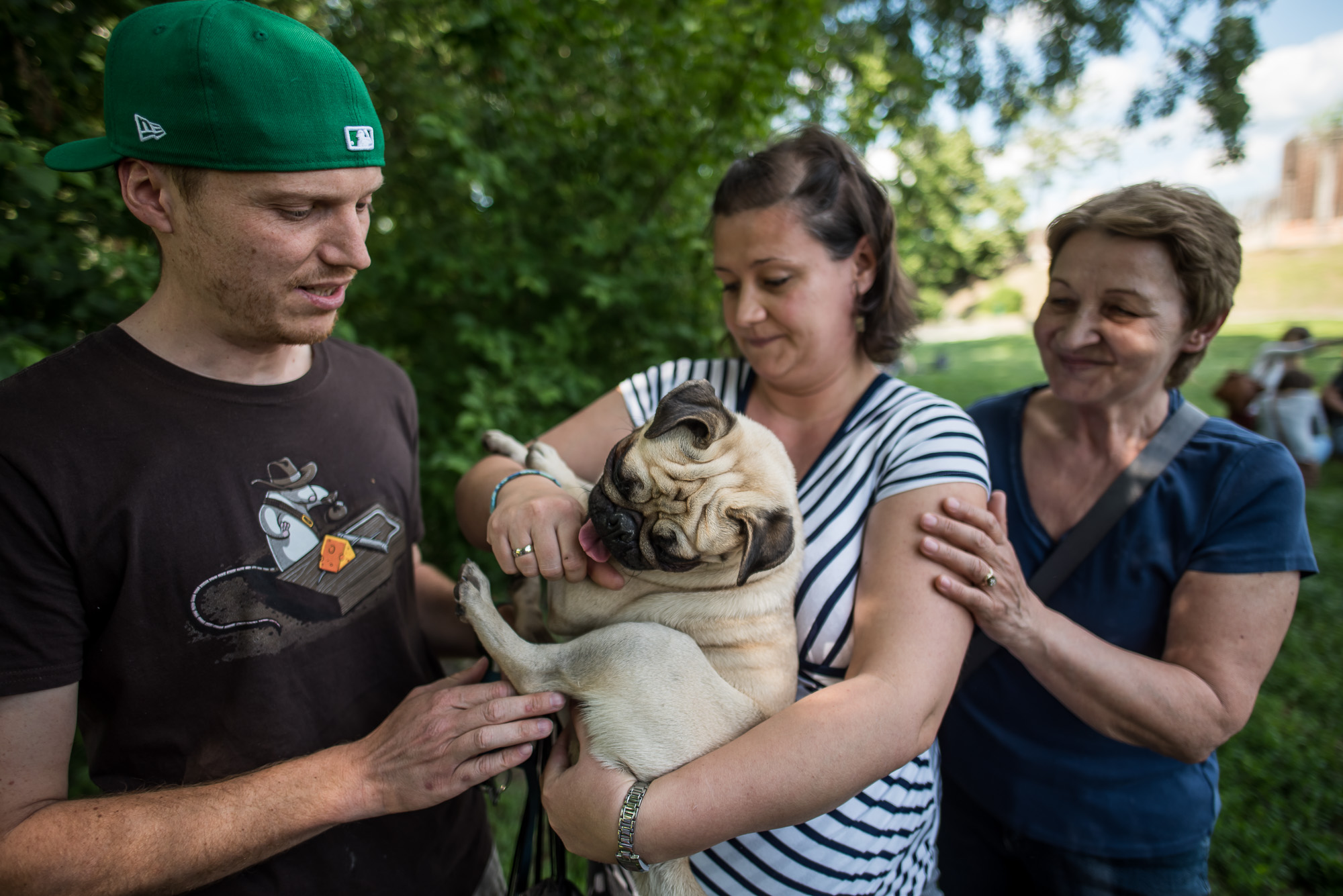Elolvadsz a Városligetben rohangáló mopszbandától
