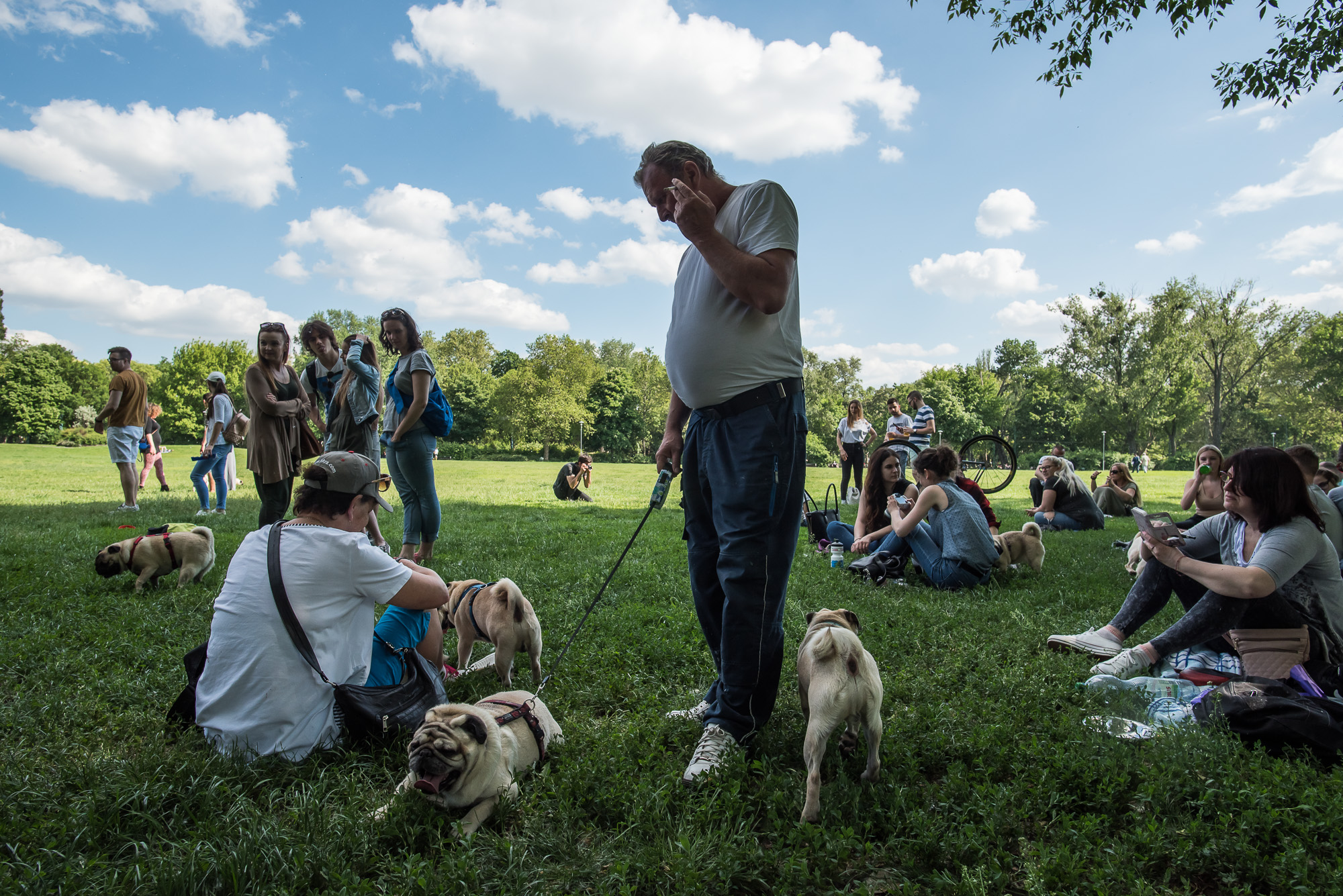 Elolvadsz a Városligetben rohangáló mopszbandától