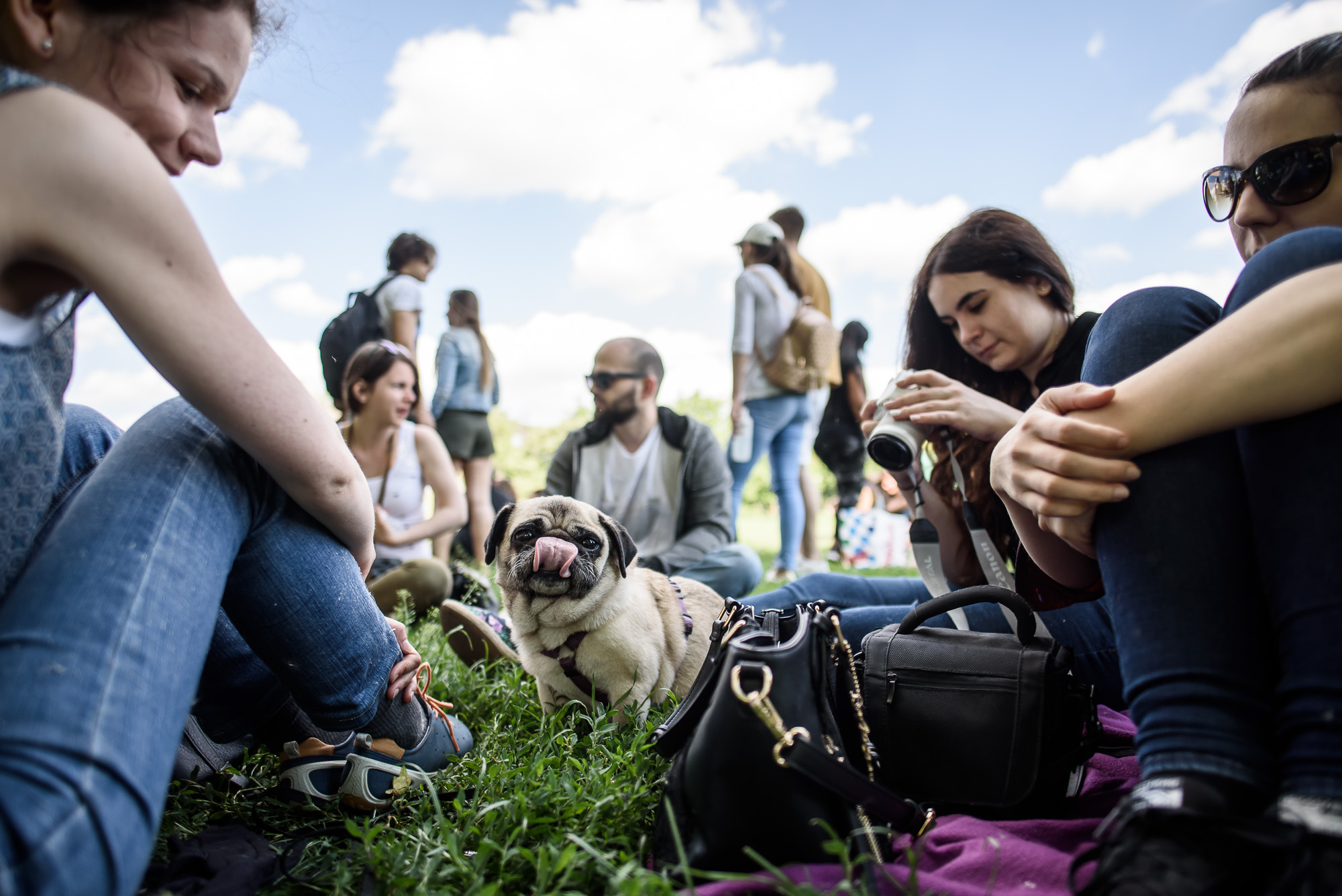 Elolvadsz a Városligetben rohangáló mopszbandától