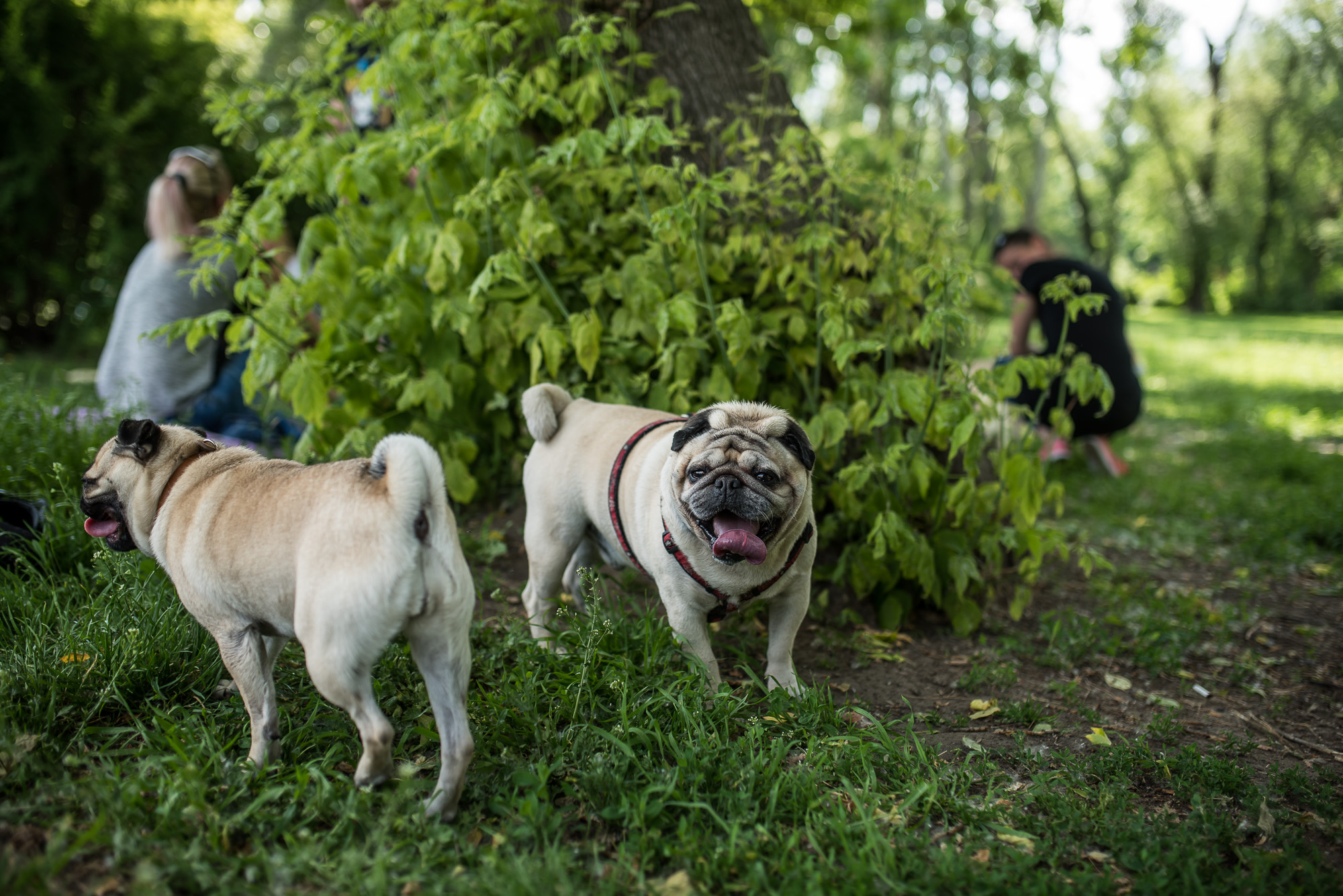 Elolvadsz a Városligetben rohangáló mopszbandától