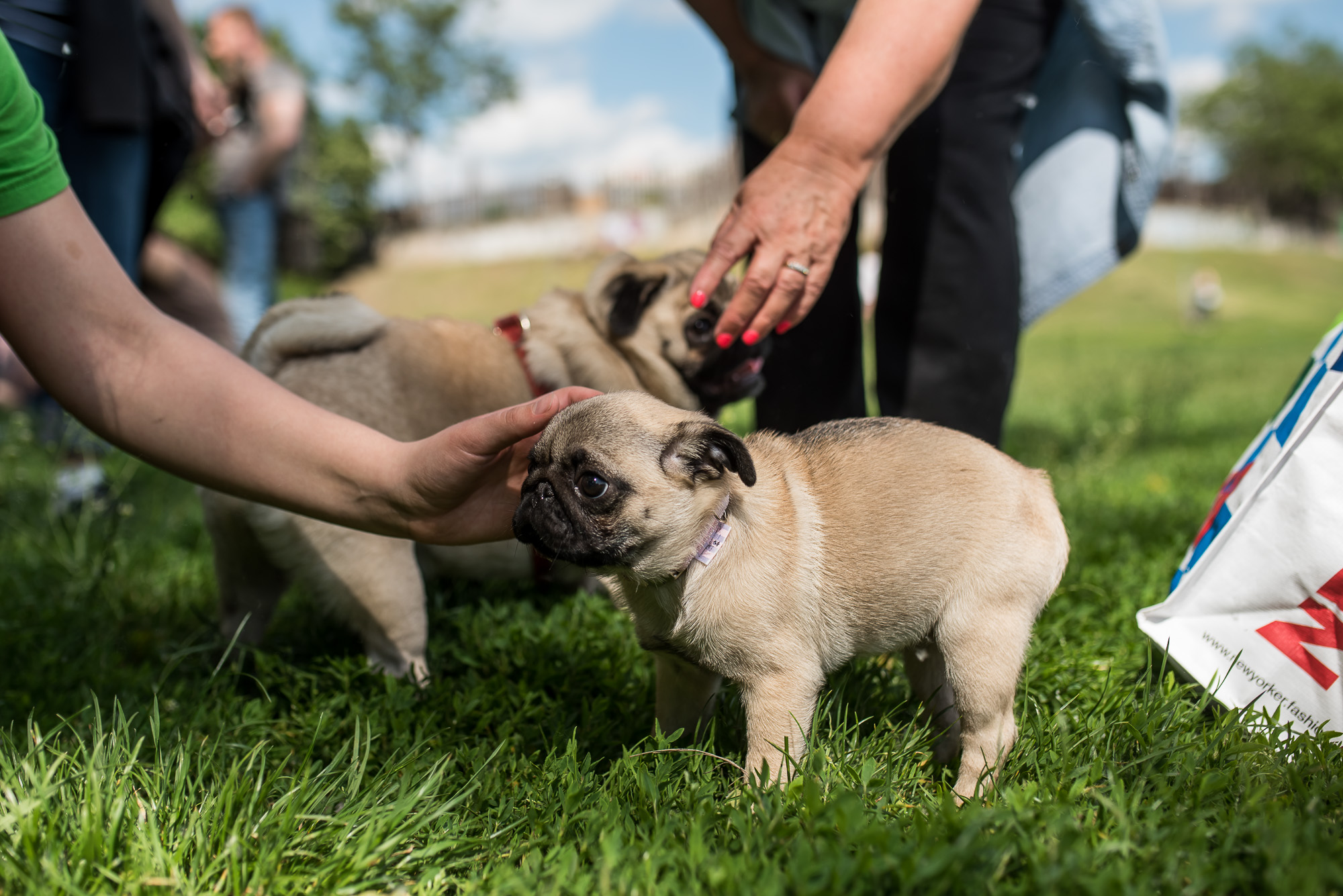 Elolvadsz a Városligetben rohangáló mopszbandától